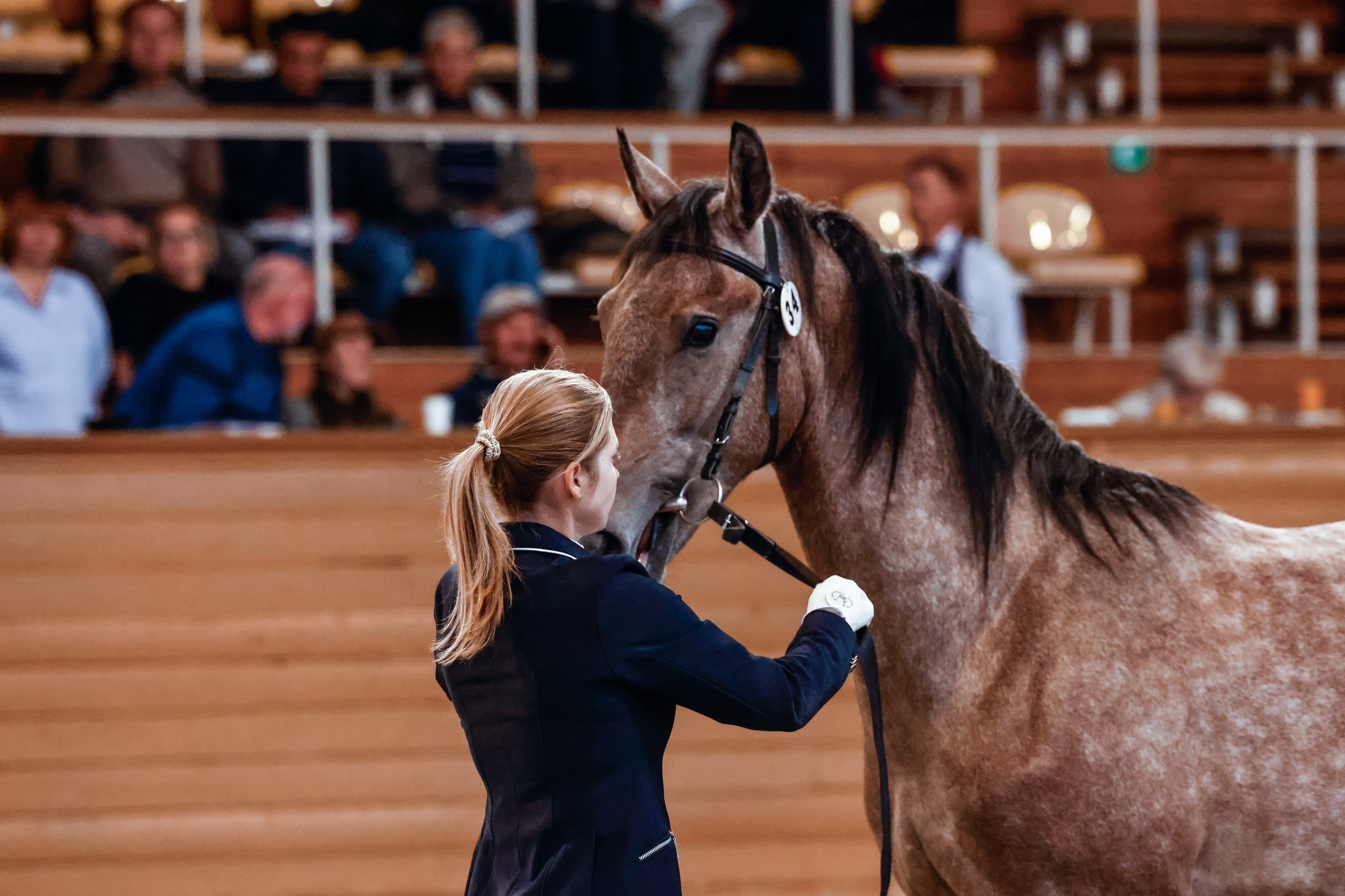 XXII Ежегодный аукцион лошадей орловской рысистой породы